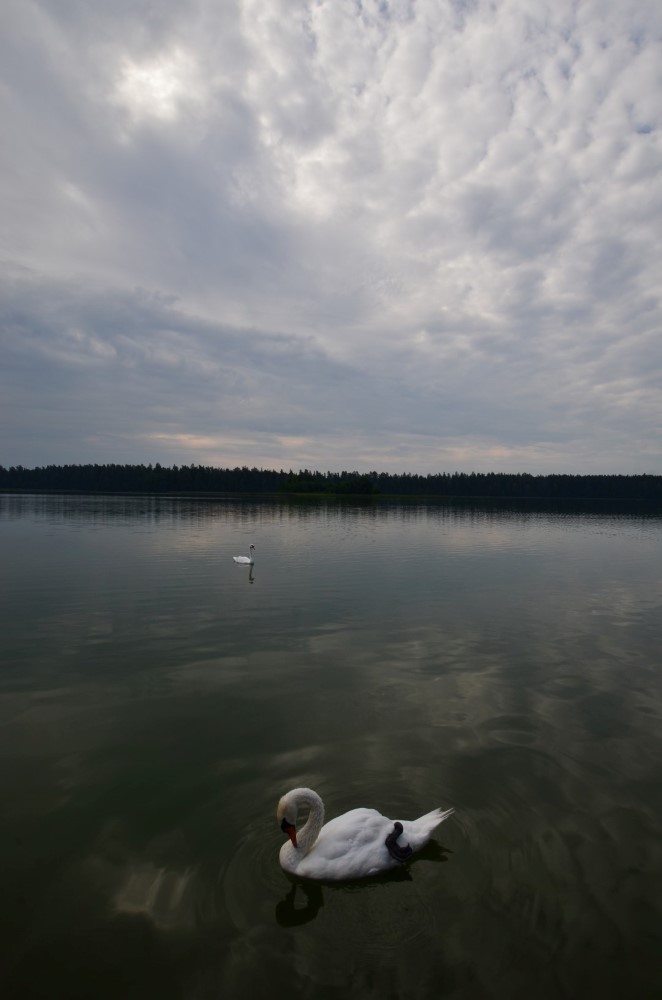 Brzydkie Kaczątko