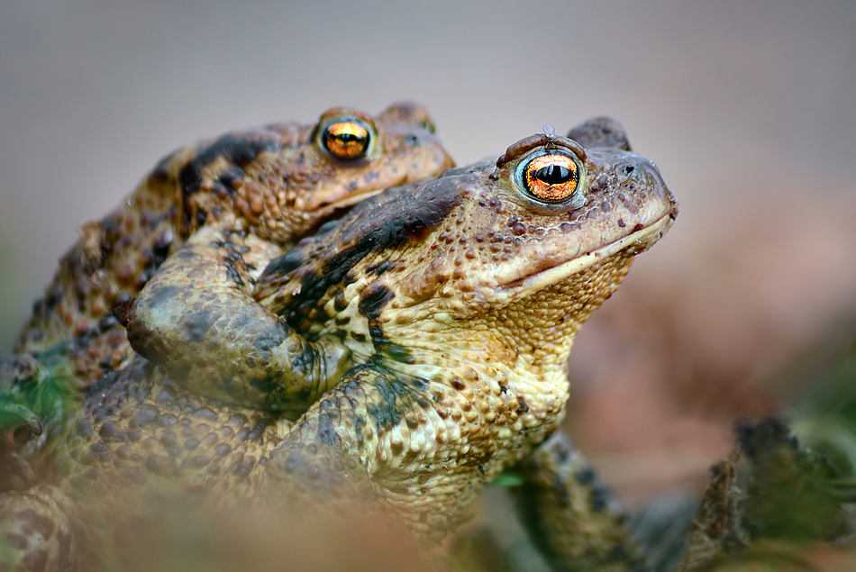 irass makro fotografie