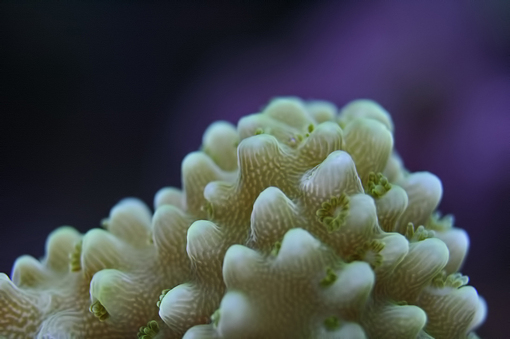 Acropora