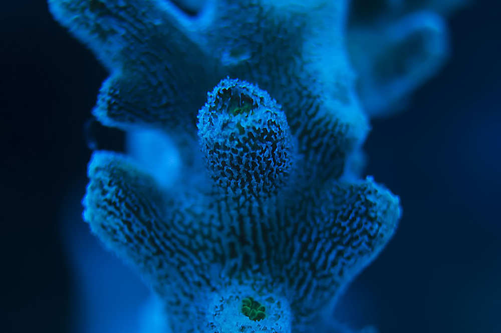 Acropora