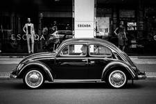 beetle