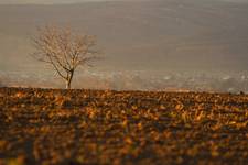 Autumn Tree