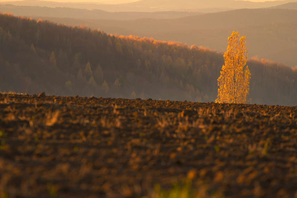 Autumn Magic