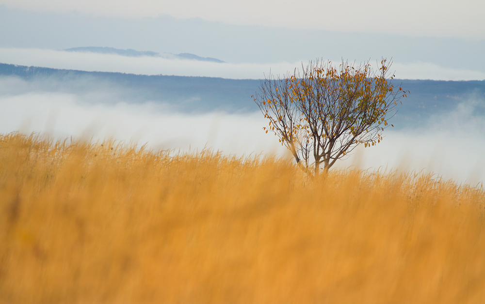 Autumn Tree