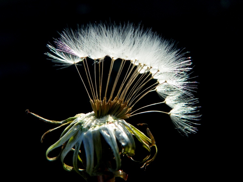 Dandelion plume