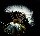 Dandelion plume