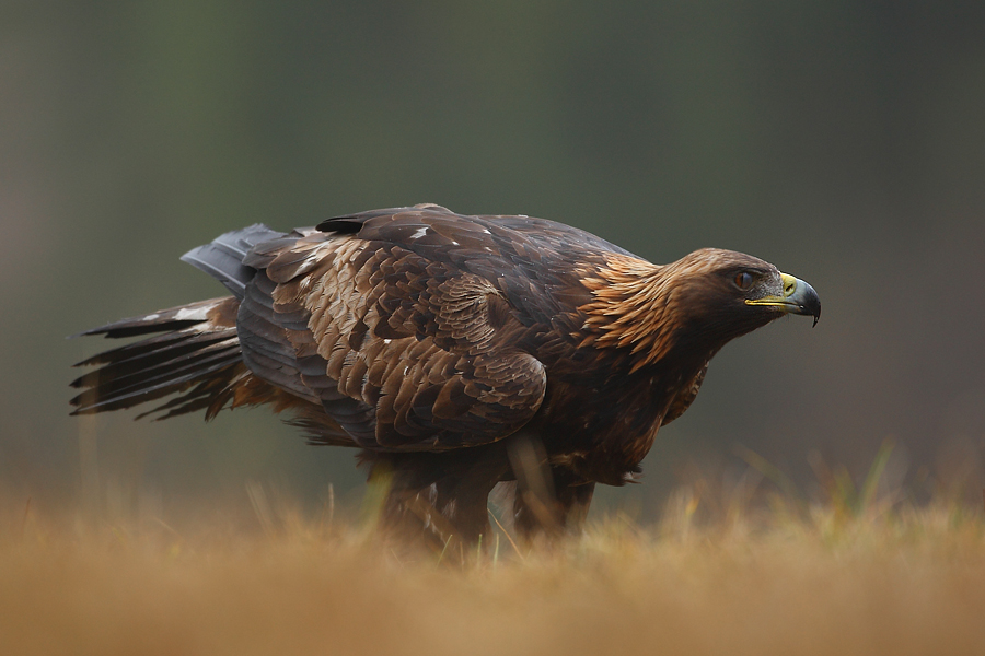 Orzeł przedni (Aquila chrysaetos)