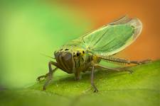 Leafhopper