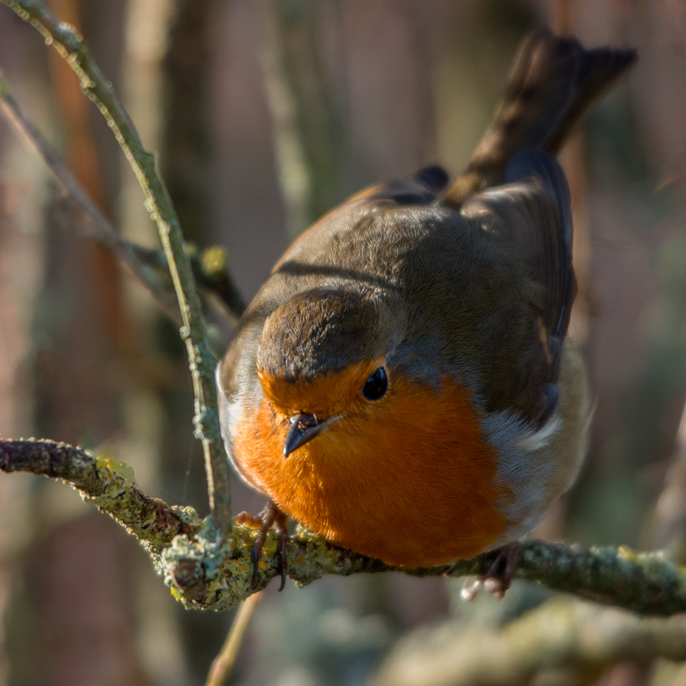 Robin - "przed dietą"