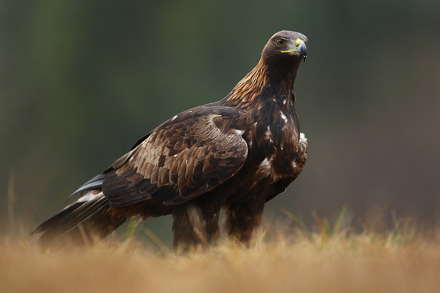 Orzeł przedni (Aquila chrysaetos)