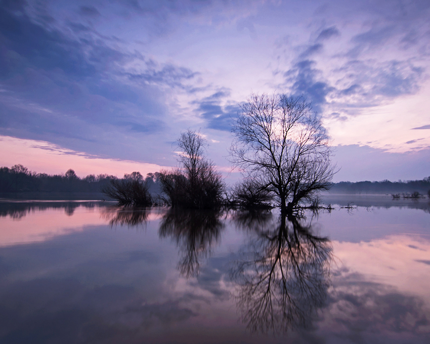 Narew