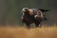 Orzeł przedni (Aquila chrysaetos)