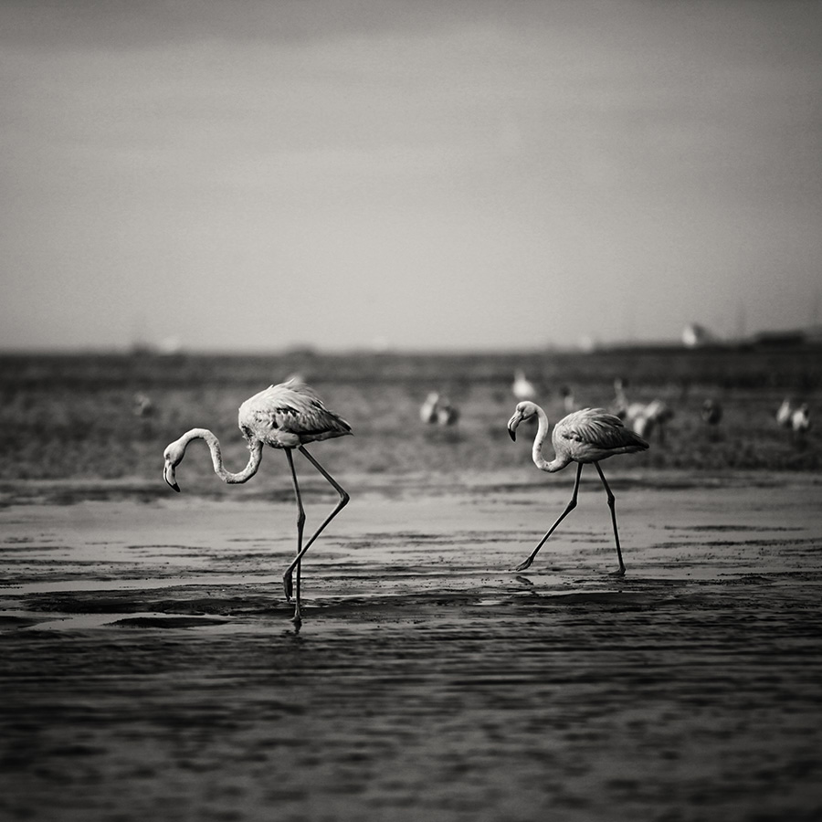 Walvis Bay