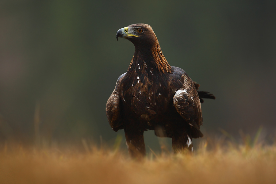 Orzeł przedni (Aquila chrysaetos)