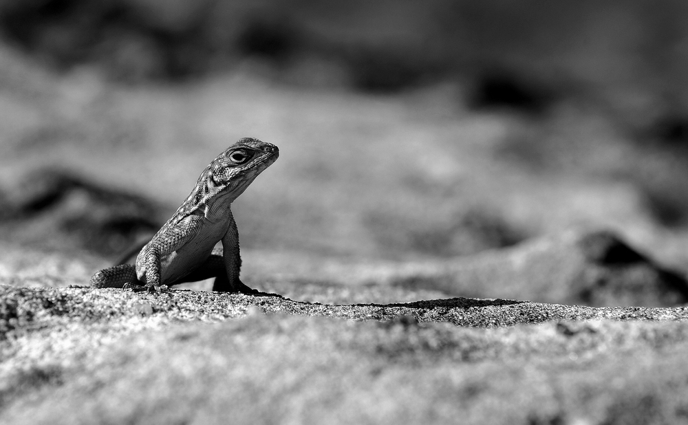 ,,Ginący świat zwierząt" - Madagaskaru