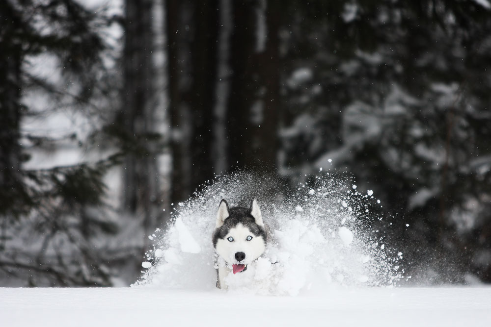 husky