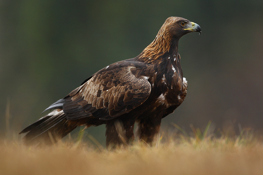 Orzeł przedni (Aquila chrysaetos)