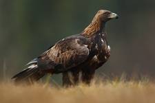 Orzeł przedni (Aquila chrysaetos)