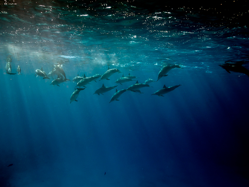 Spinner dolphin