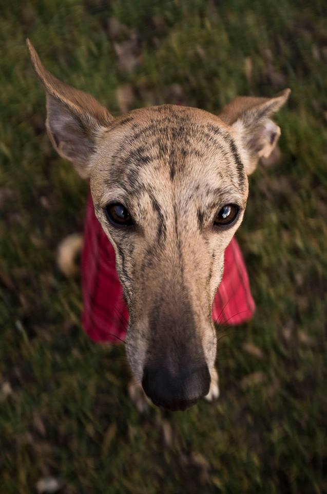 Whippet