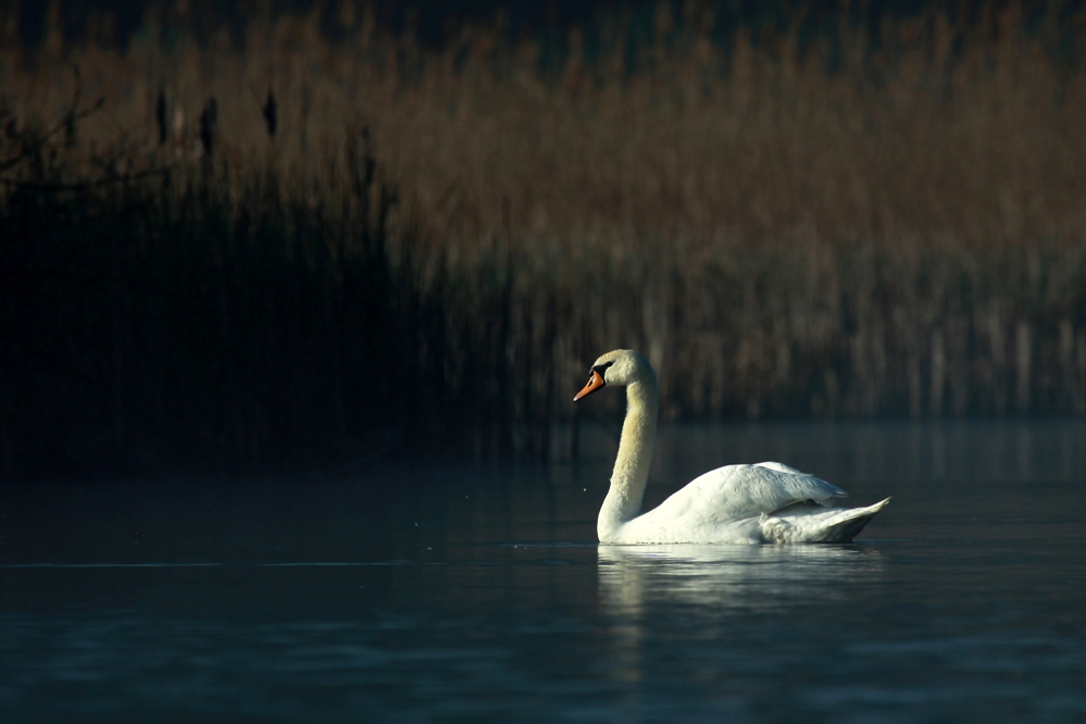 Łabędź niemy