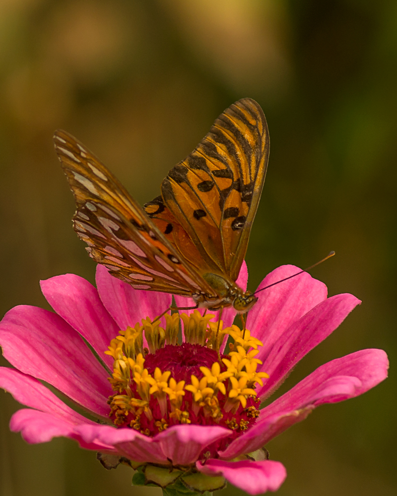 Borboleta