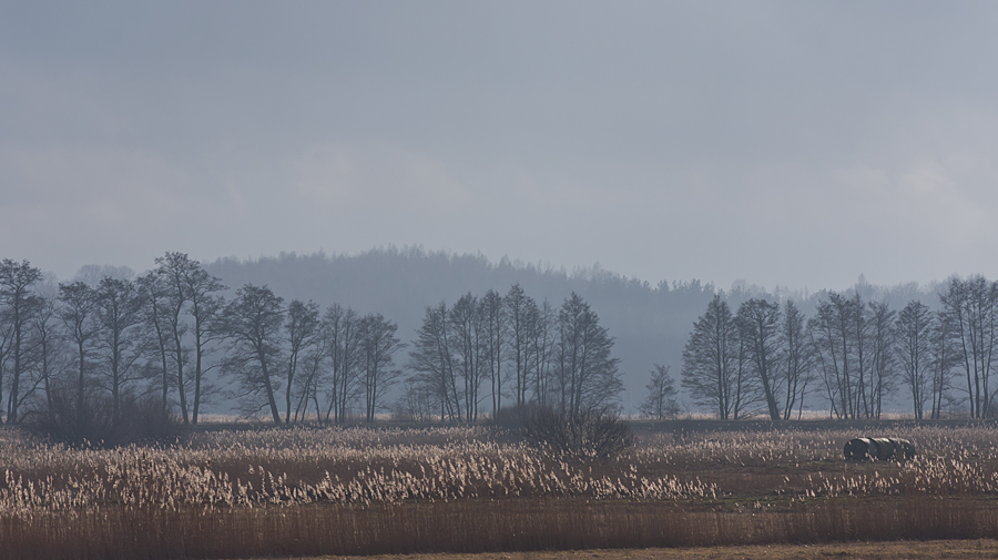 Polder