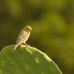 canário-da-terra-verdadeiro (Sicalis flaveola)