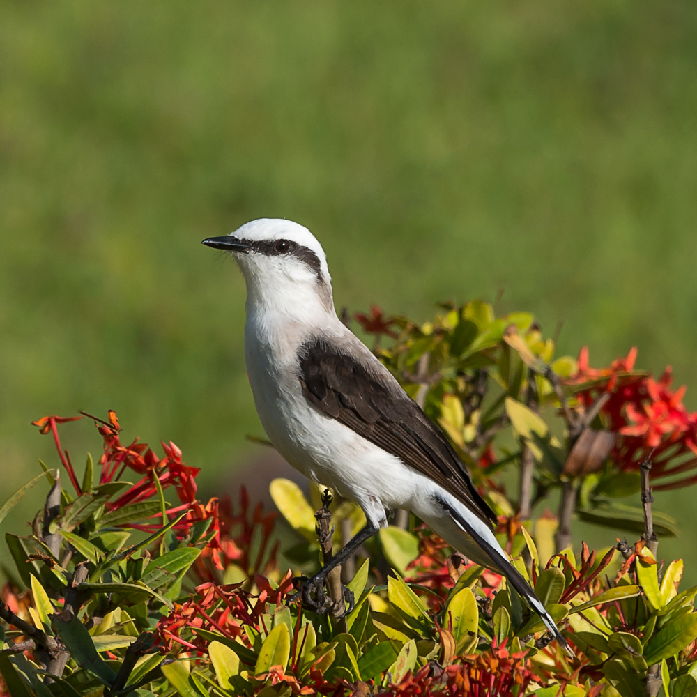 Lavadeira-mascarada (Fluvicola nengeta) Wodopławik białorzytkowy