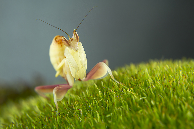 Hymenopus coronatus