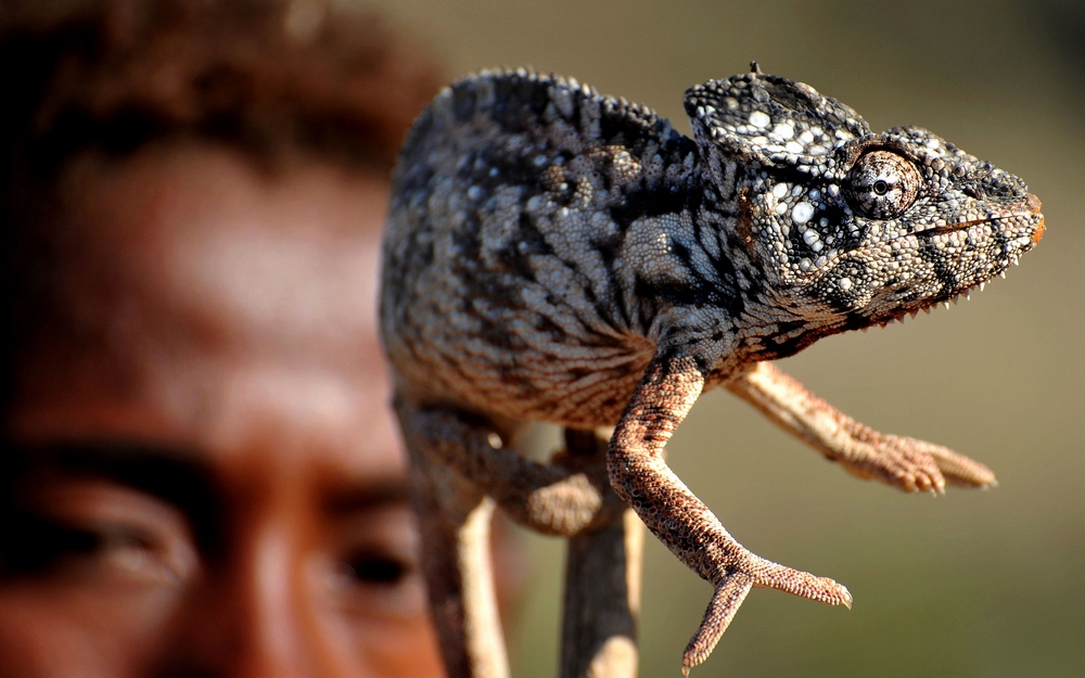 ,,Ginący świat zwierząt" - Madagaskaru