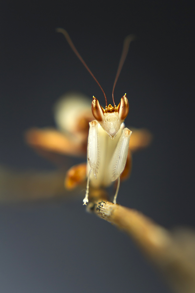 Hymenopus coronatus