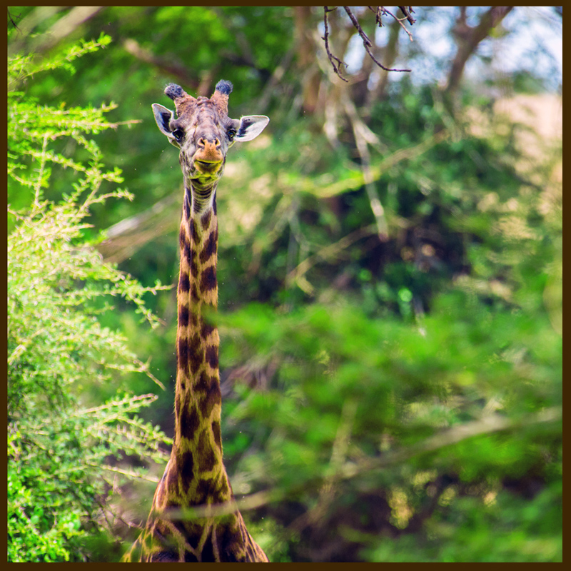 Giraffe