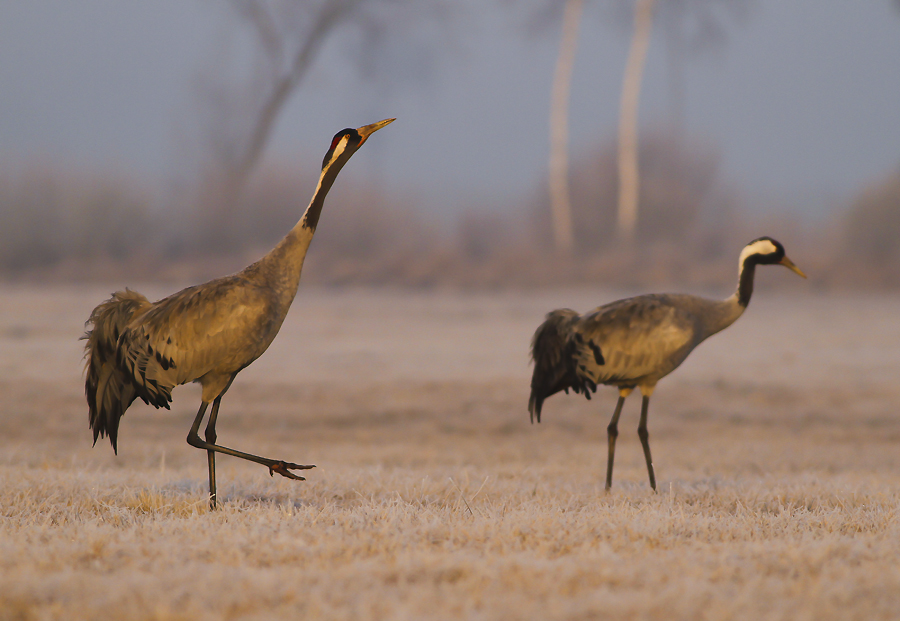 Żuraw - Grus grus