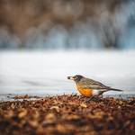 American robin