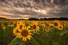 Sunflowers World