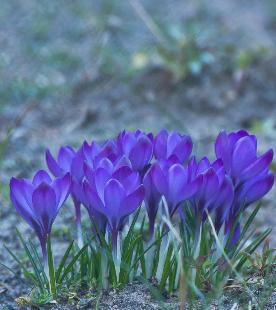 Krokusy