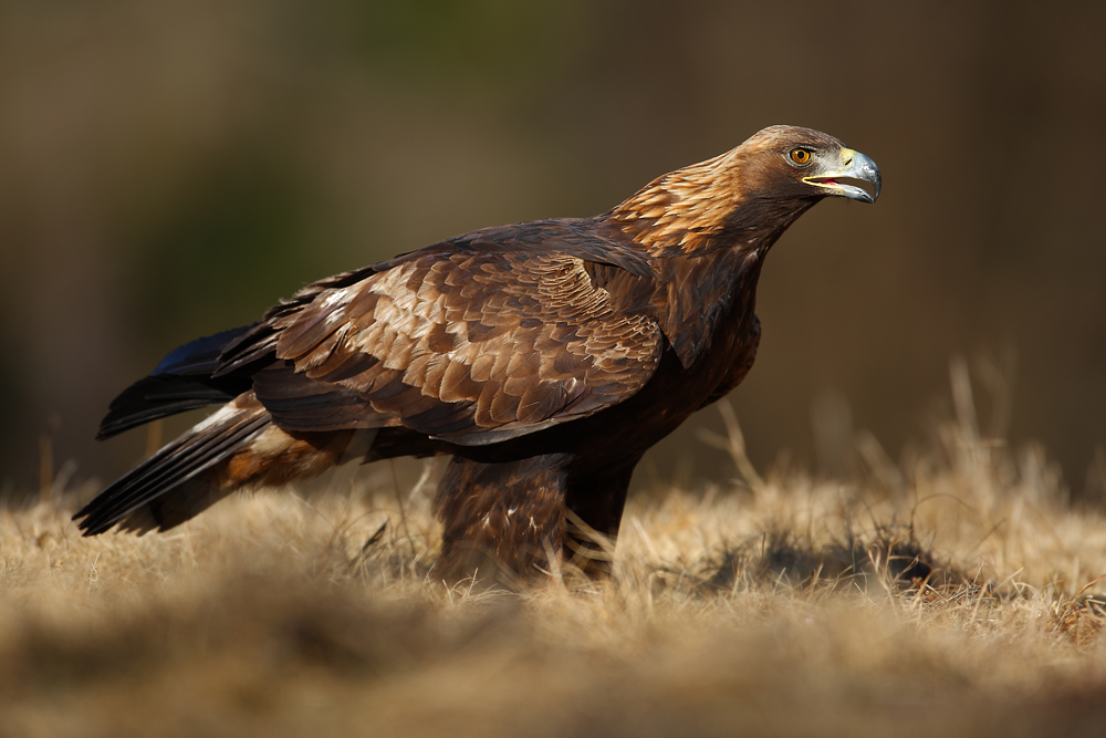 Orzeł przedni (Aquila chrysaetos)