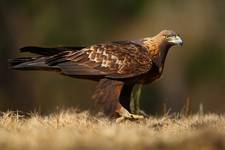 Orzeł przedni (Aquila chrysaetos) samiec