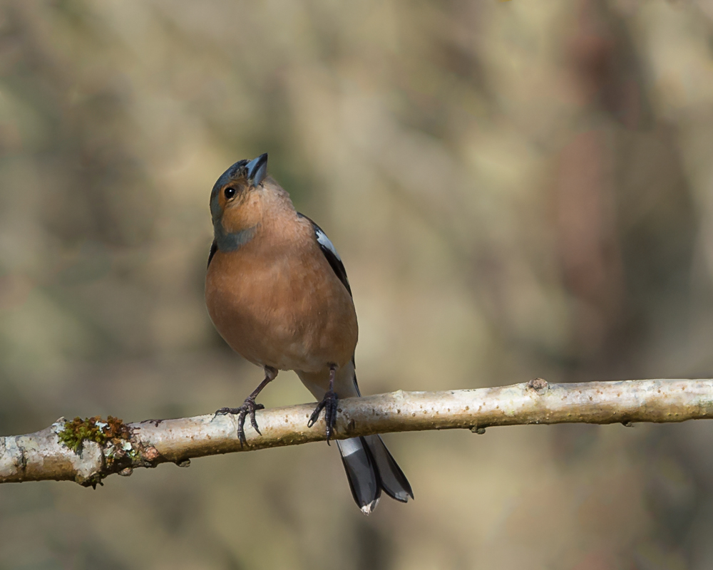 Zięba zwyczajna (Fringilla coelebs) - samczyk