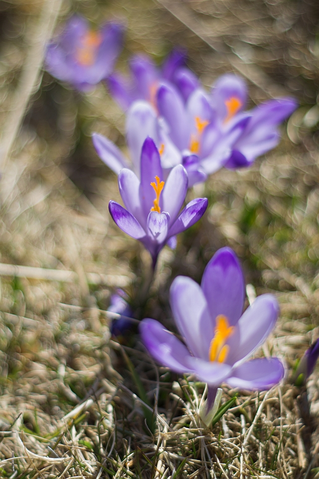 krokusy