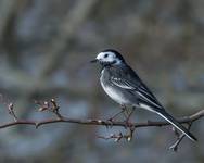 Pliszka siwa (Motacilla alba yarrellii)