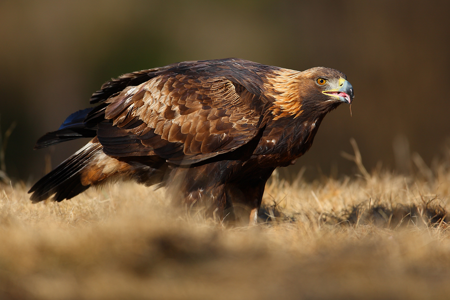 Orzeł przedni (Aquila chrysaetos) samica