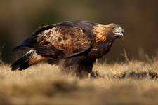 Orzeł przedni (Aquila chrysaetos) samica