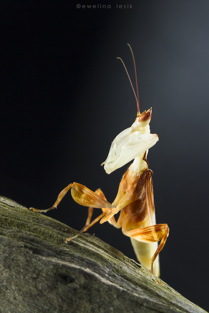 Hymenopus coronatus