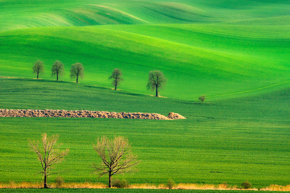 Fields of Green Velvet