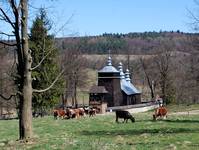 Zdynia (Beskid Niski)