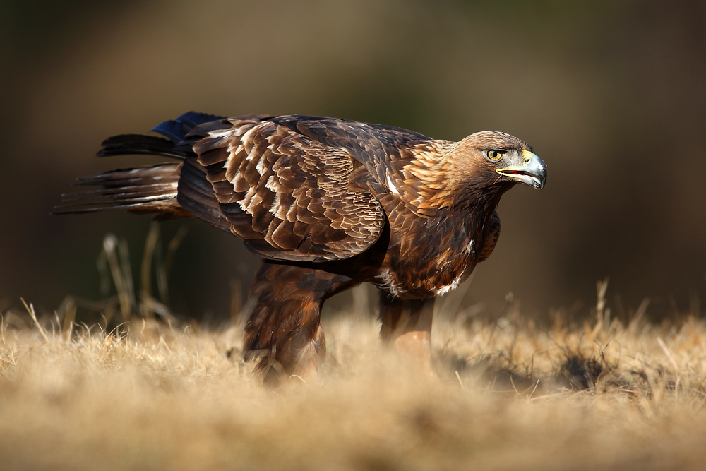 Orzeł przedni (Aquila chrysaetos)