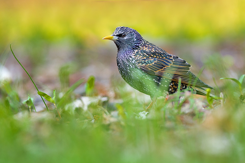 Sturnus vulgaris