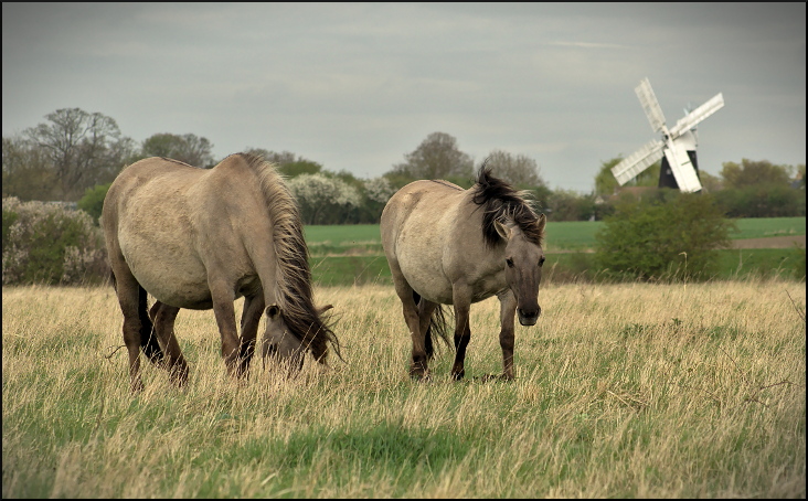 konik polski